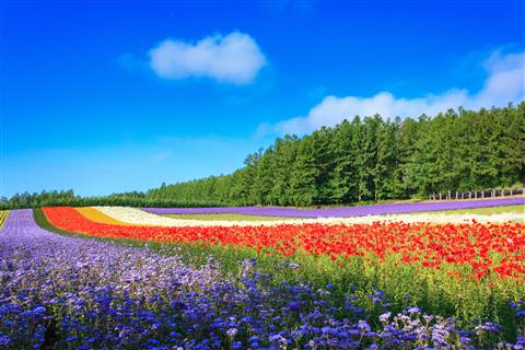 富良野　ファーム富田